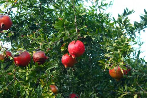 Pomegranate (Red) - Thumbnail 4