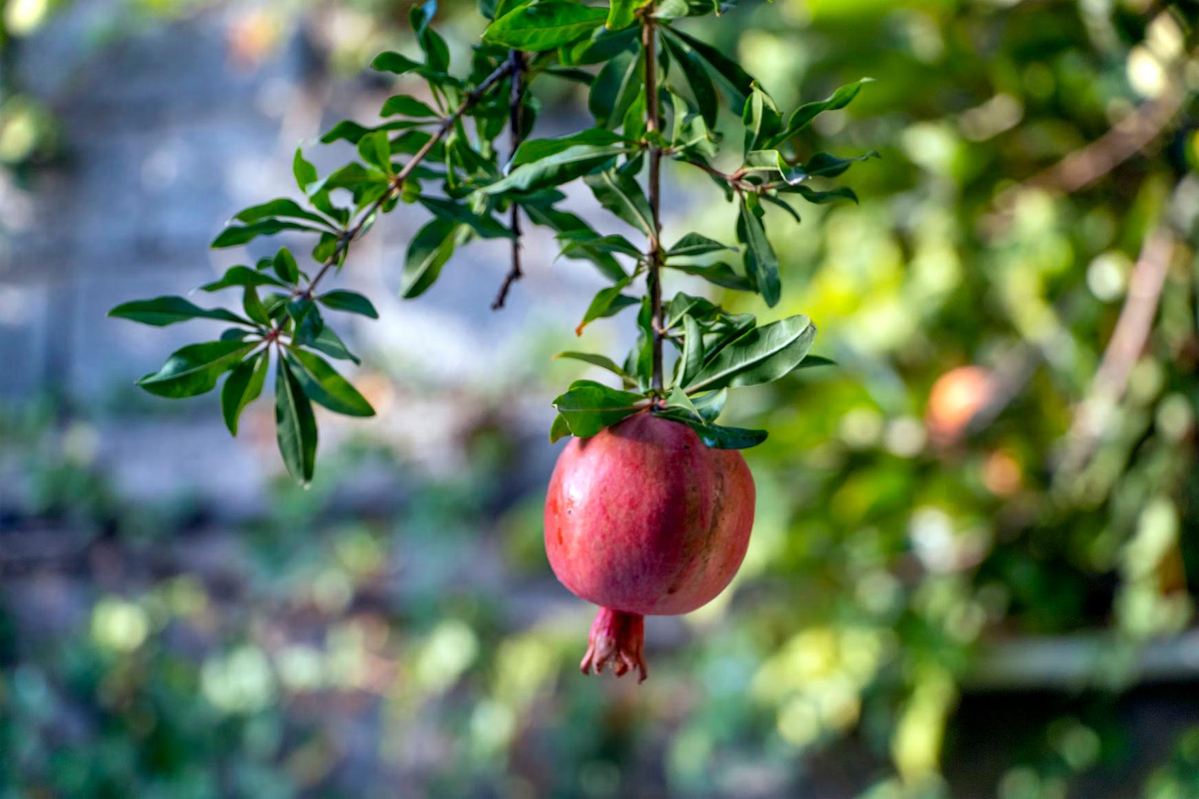 Pomegranate (Red) - Thumbnail 5