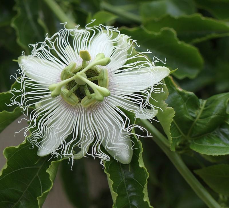 Granadilla - Image 1