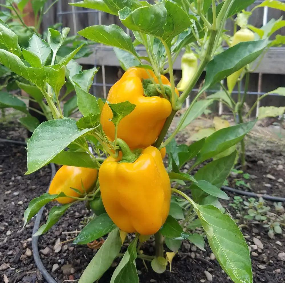 Canary Bell - Thumbnail 2