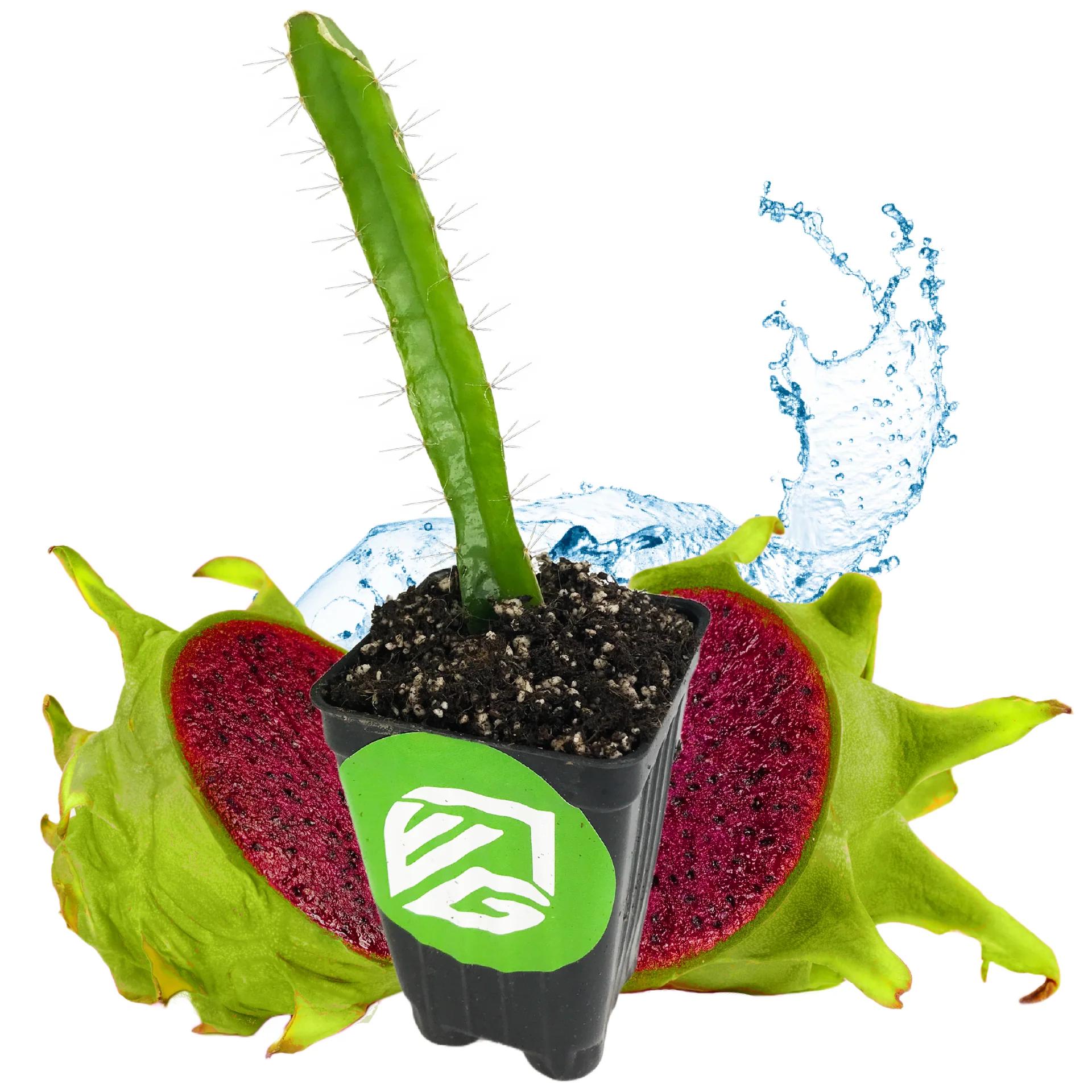 Edgar's Baby - Thumbnail 4