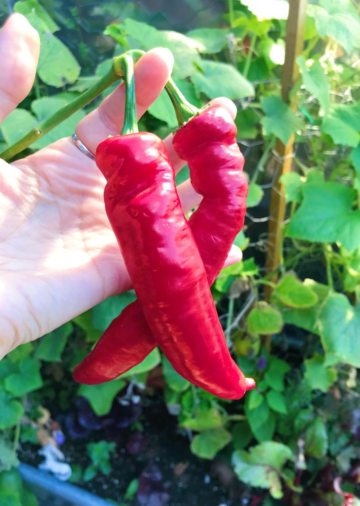 Jimmy Nardello Italian - Thumbnail 2