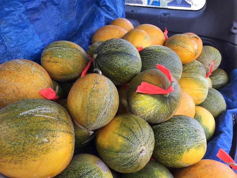 Kazakh Melon - Thumbnail 2
