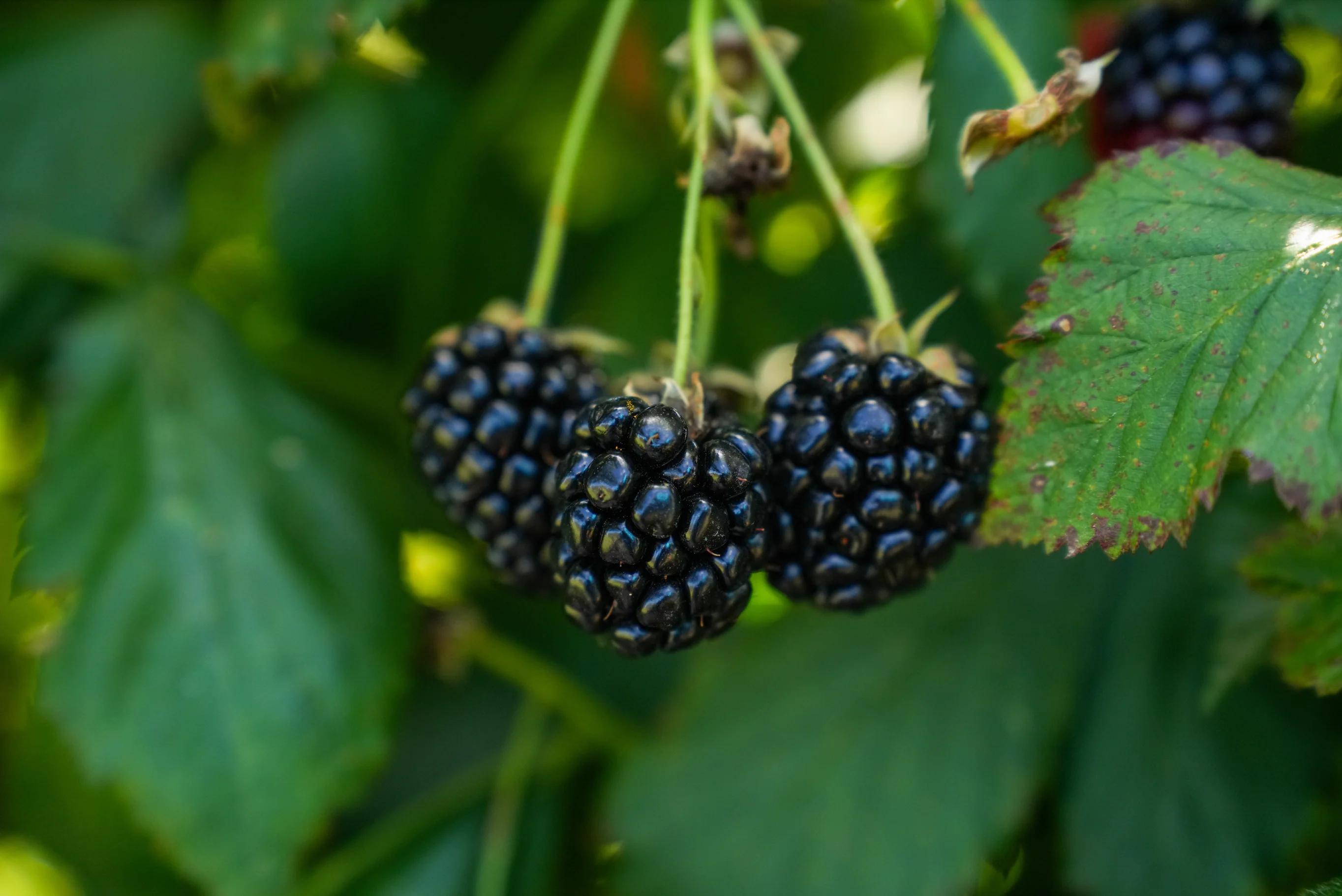 Ouachita Blackberry - Thumbnail 2