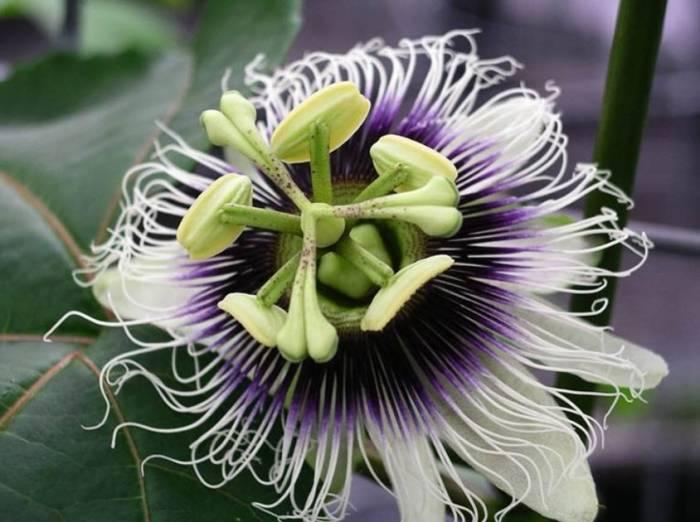 Purple Passion Fruit - Thumbnail 2