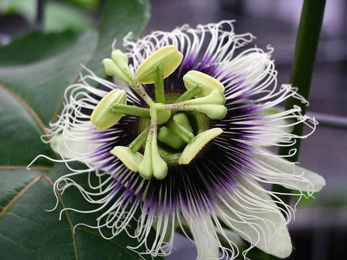 Purple passionfruit vine with ripe fruit and ornate flower