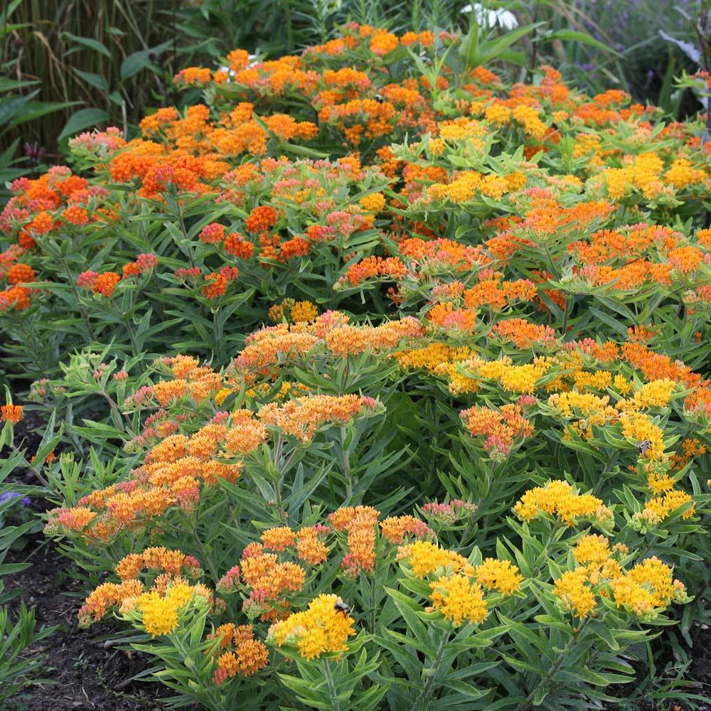 Ice Ballet - Thumbnail 2