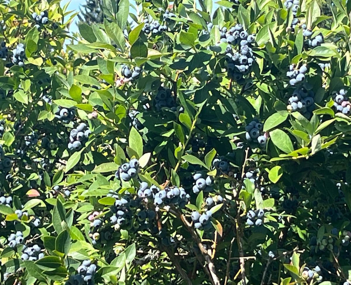 Reka blueberry bush with clusters of ripe berries