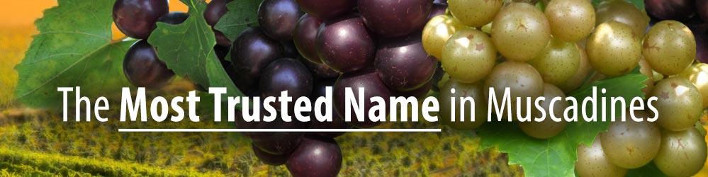 Von Blackberry - Thumbnail 3