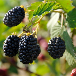 Von blackberry plant with clusters of dark ripe berries