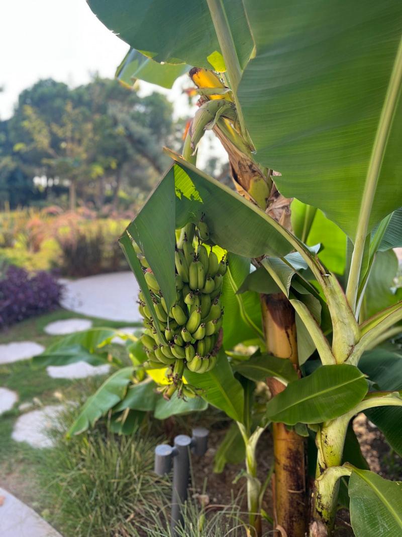 Waimanalo Dwarf Papaya - Image 1