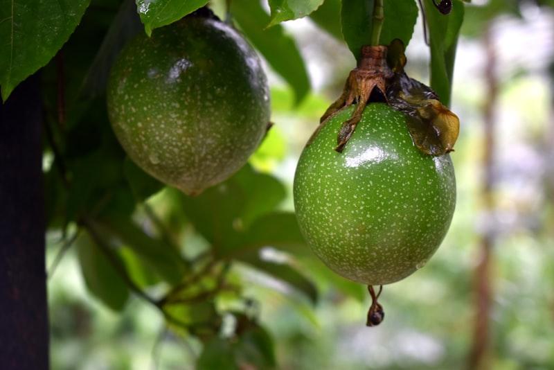 Strawberry Papaya - Image 1