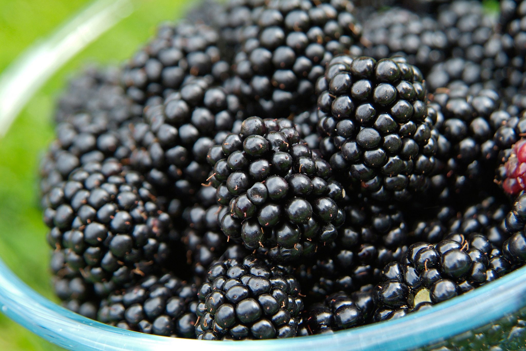 Von Blackberry 4" pot