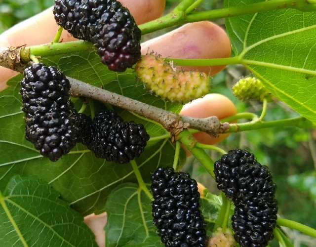 Illinois Everbearing Mulberry 4" pot