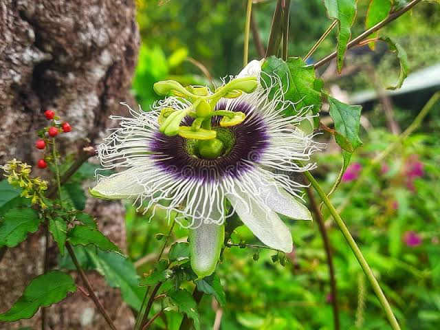 Passionfruit (P. edulis, purple) 4" pot