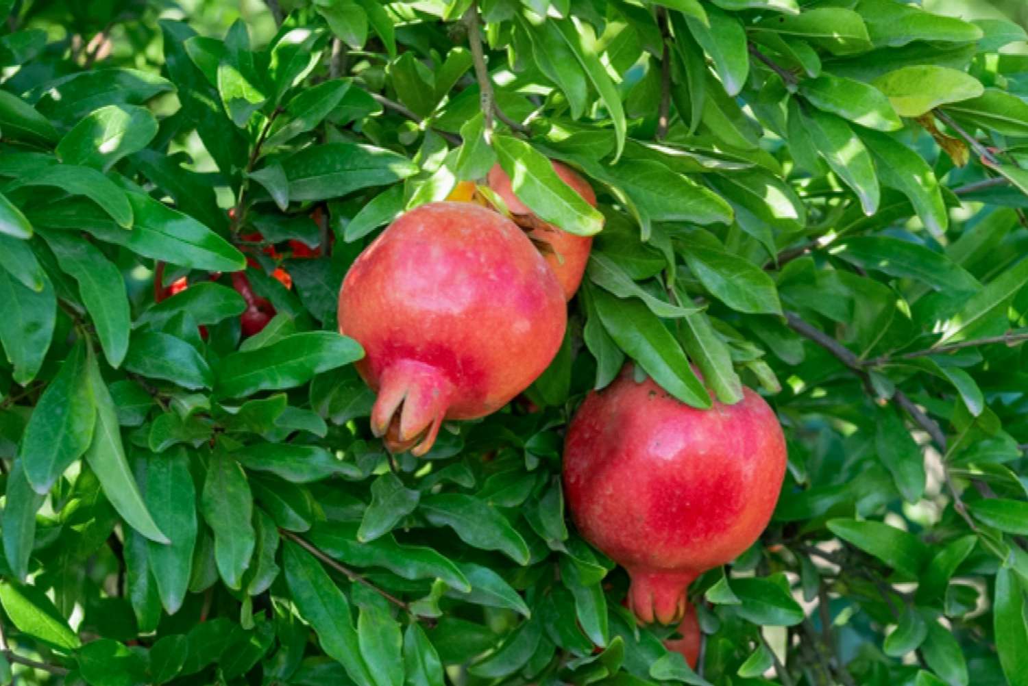 Pomegranate (red type) 4" pot