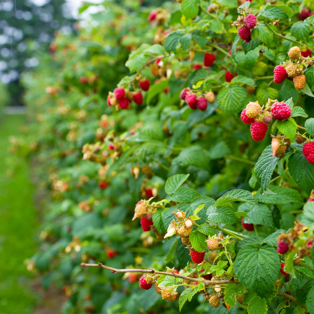 Nantahala Raspberry 4" pot