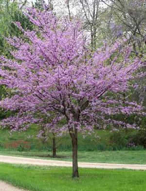 American Redbud in spring bloom with pink-purple flowers