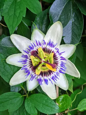 Banana passion fruit vine