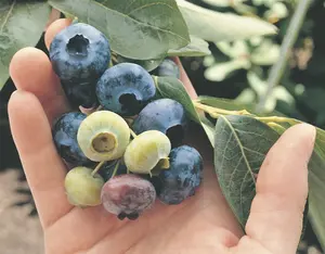 Chandler blueberry with large ripe berries