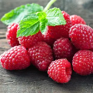 Nantahala raspberry plant with ripe red berries