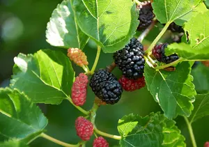 Ohio Everbearing mulberry tree with dark ripe berries