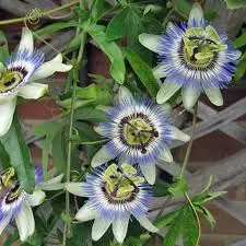 Blue passionflower caerulea bloom
