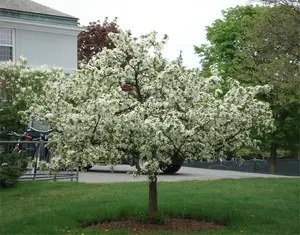 Sargent Crabapple with white spring blossoms