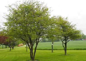Washington Hawthorn tree with white spring blossoms