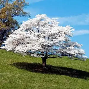 White Flowering Dogwood in spring bloom